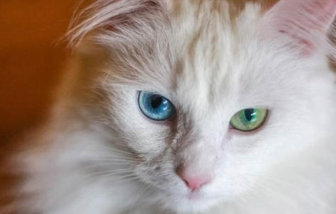 猫咪眼睛日常护理用什么滴眼液