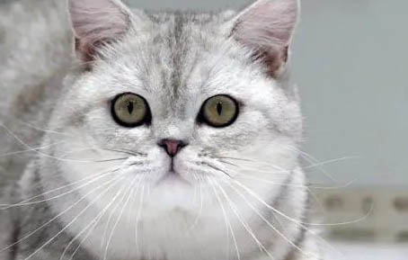 英短猫寿命一般多少年，英短猫能活多长时间