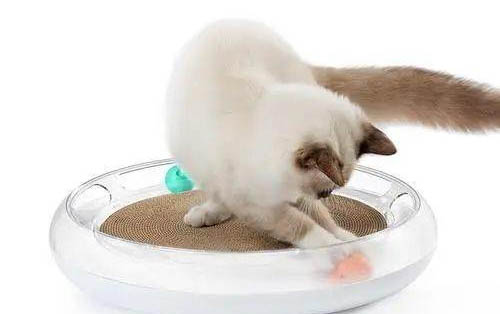 怎么教小猫用猫砂盆上厕所