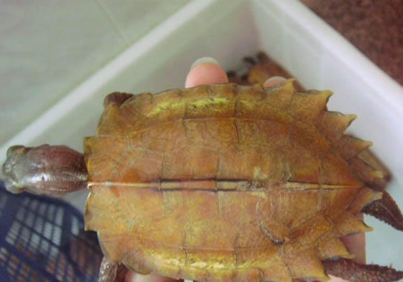 枫叶龟和锯齿龟的区别