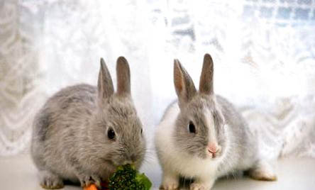 兔子的耳朵有什么特点