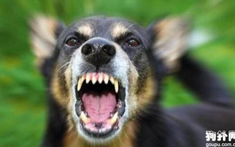 为什么狗会长双排牙