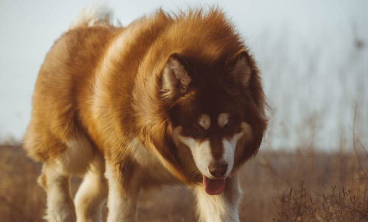 阿拉斯加雪橇犬有攻击性吗