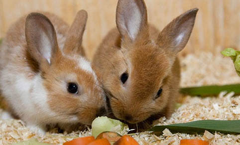 兔子可以只吃兔粮吗
