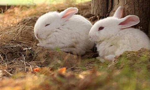 兔子能不能吃胡萝卜