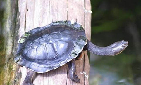 推荐五种适合新手饲养的水龟品种