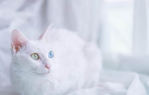 异色瞳猫罕见吗