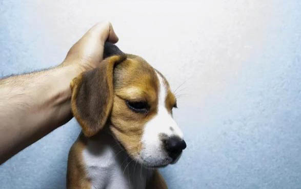 狗为什么会吐，狗狗感染上细小病毒会吐吗