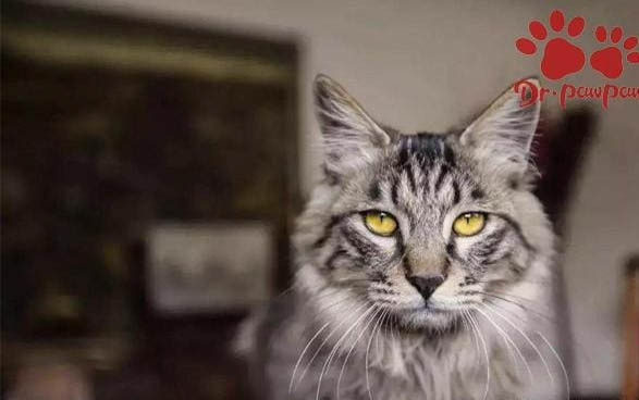 灭蚊灯对猫咪有害吗
