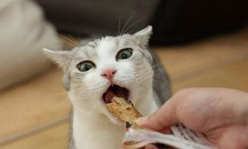 猫能不能吃生虾？