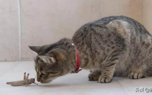 猫能吃西瓜吗为什么不能吃