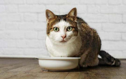 猫咪吃了异物会长期留在胃里吗