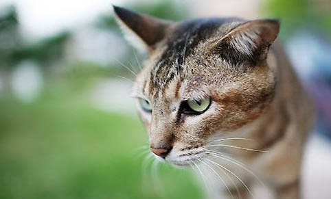 猫咪每天都吃鸡胸肉吗