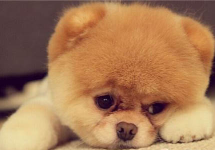 博美狗狗为什么会流眼泪？怎么处理？注意事项是什么？