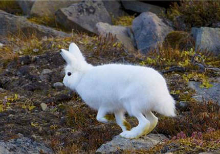 北极兔的特点: