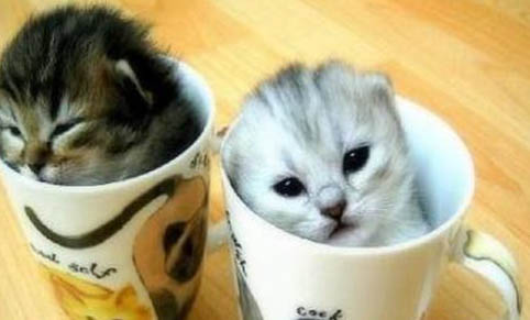 茶杯猫只尿不拉的原因及处理方法