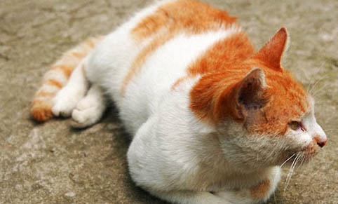 猫咪为什么会一直流泪？如何处理以及注意事项是什么？