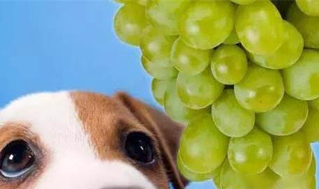 狗子能吃柿子吗