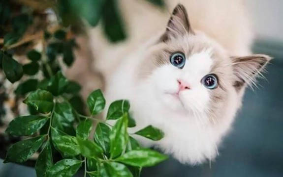 布偶猫一般寿命多少年