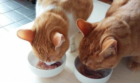 成年猫的猫粮幼猫可以吃吗