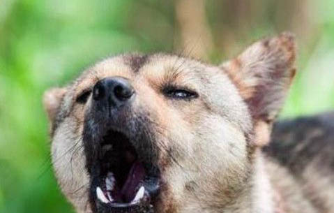 狗狗睾丸炎的症状有哪些
