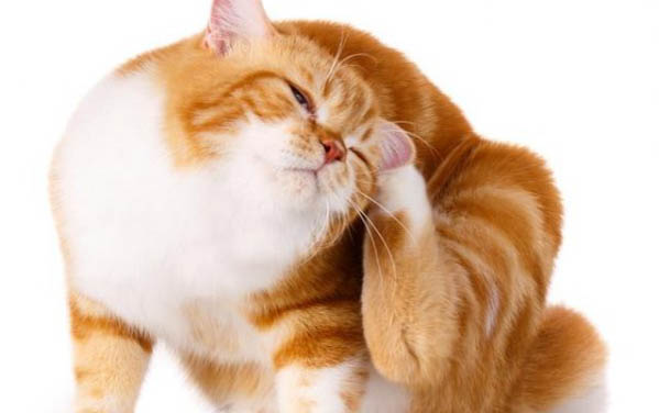 猫咪毛囊炎可以用酒精擦猫吗？