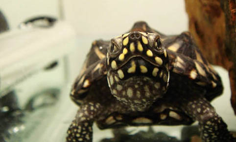斑点池龟好养吗？