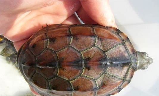 草龟的品种有哪些
