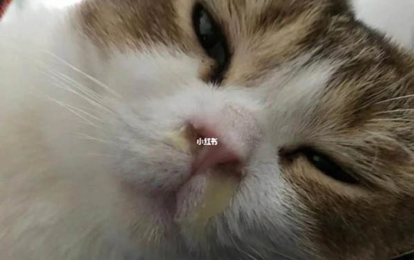 小猫多久会用猫砂