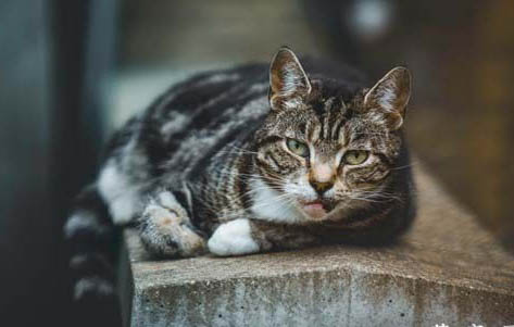 多大的猫咪可以注射疫苗