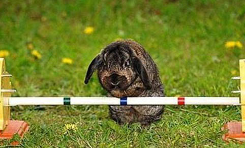 兔子开始叼草多少时候生
