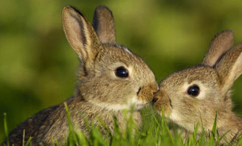 农村有哪些草兔子能吃得