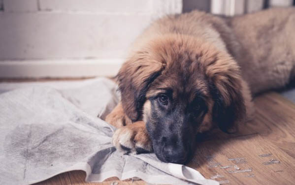 狗狗肠炎的早期症状有哪些