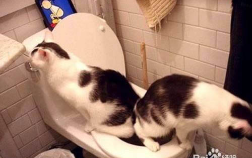 两只猫咪如何相处?