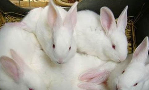 新西兰兔子可以长多少斤