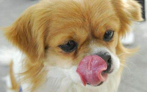小狗能喝藿香正气水吗