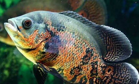 冷水观赏鱼有哪些品种