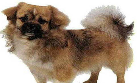 西藏猎犬真菌感染的原因及处理方法