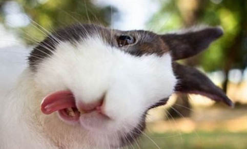兔子能吃橙子吗