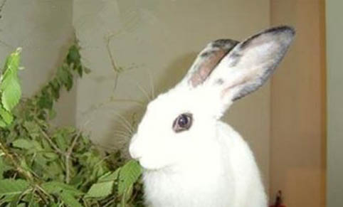 垂耳兔吃什么兔粮好