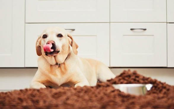 狗可以吃西梅吗