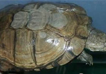 沼泽侧颈龟能活多久