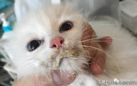 小猫幼猫多大能吃猫粮