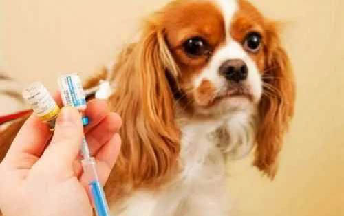 狗狗狂犬疫苗在哪打