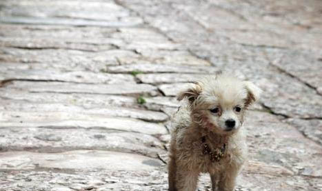 肠胃宝犬猫益生菌多少钱一盒