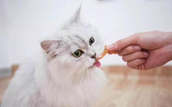 猫咪吞食异物的症状有哪些