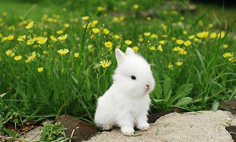 小兔子出生后多久吃奶正常