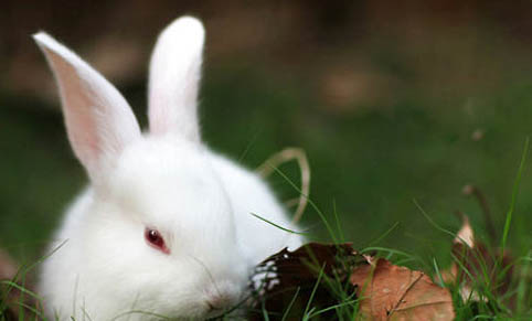 怎样辨别兔子是公的还是母的