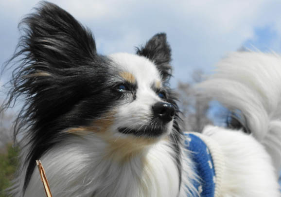 蝴蝶犬的饲养要点有哪些