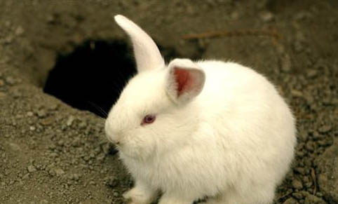 宠物兔和家兔哪个好养